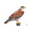 Thumbnail: Ferruginous Hawk (Buteo regalis) - Giclée Print