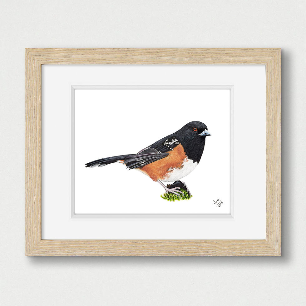 Thumbnail: Spotted Towhee illustration