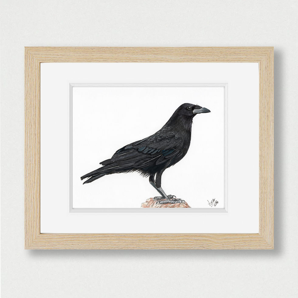 Thumbnail: Chihuahuan Raven illustration