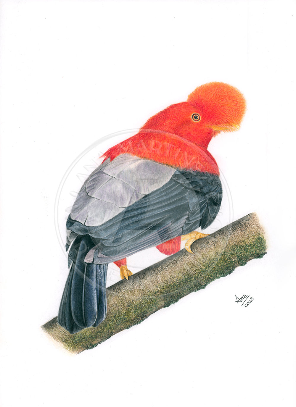 Andean Cock-of-the-rock (Rupicola peruvianus) - Original Drawing