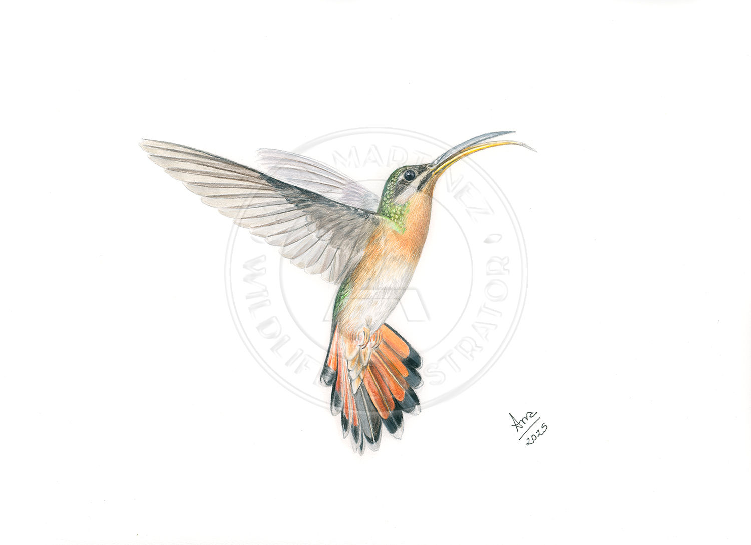 Rufous-breasted Hermit (Glaucis hirsutus) – Original Drawing
