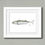 Thumbnail: Atlantic Mackerel (Scomber scombrus) Original Drawing
