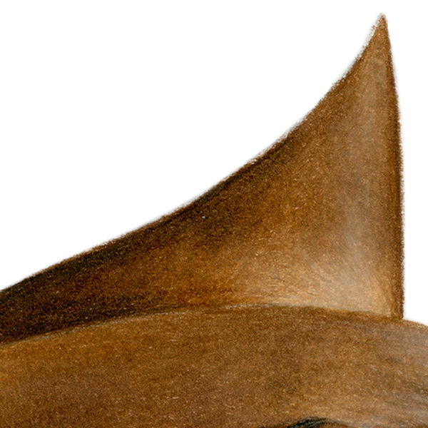 Thumbnail: Cownose Ray (Rhinoptera bonasus) - Giclée Print