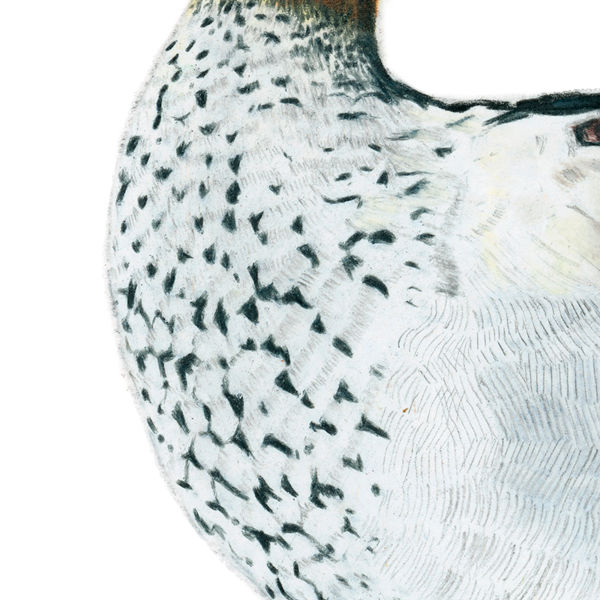 Thumbnail: Maned Duck (Chenonetta jubata) - Giclée Print