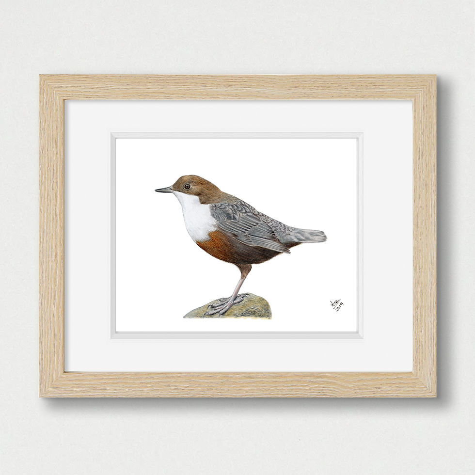 Thumbnail: White-throated Dipper (Cinclus cinclus)