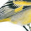 Thumbnail: Hooded Siskin (Spinus magellanicus) - Original Drawing