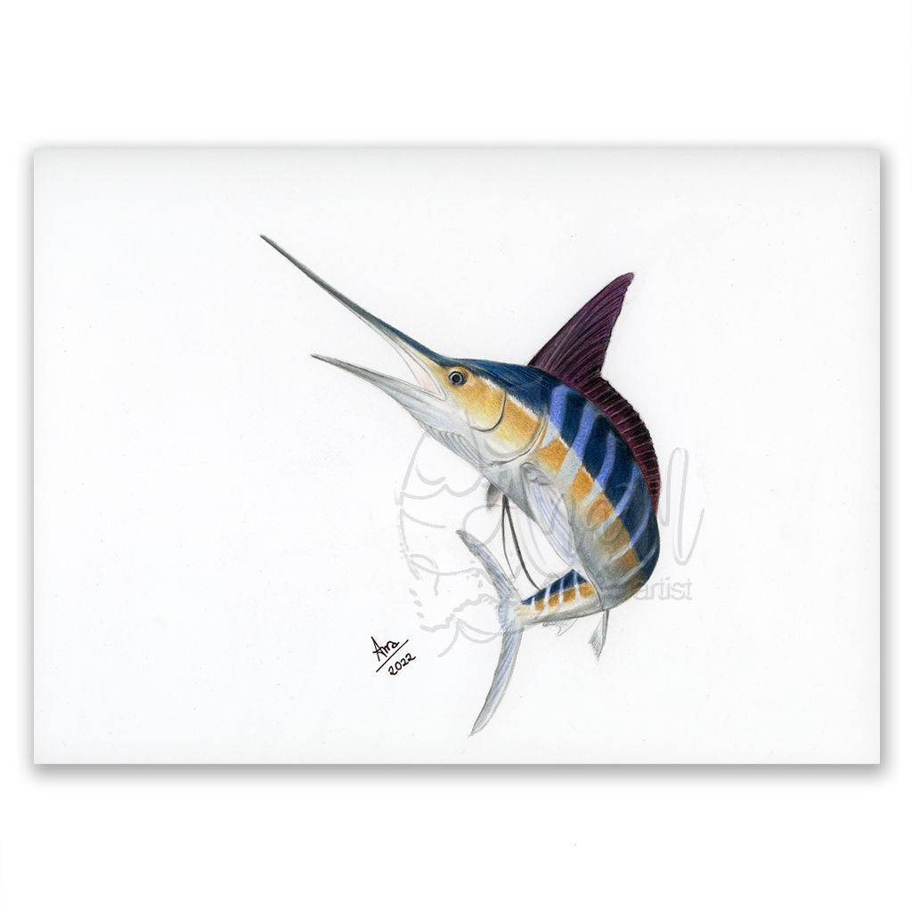 Striped Marlin (Kajikia audax) Original Drawing