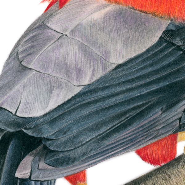 Thumbnail: Andean Cock-of-the-rock (Rupicola peruvianus) – Giclée Print