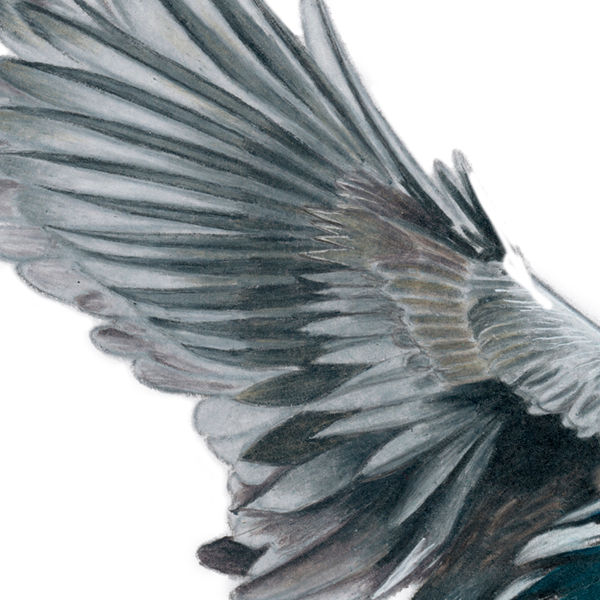 Thumbnail: Common Moorhen (Gallinula chloropus) - Giclée Print