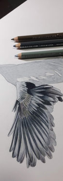 Common Moorhen: Colored Pencil Process