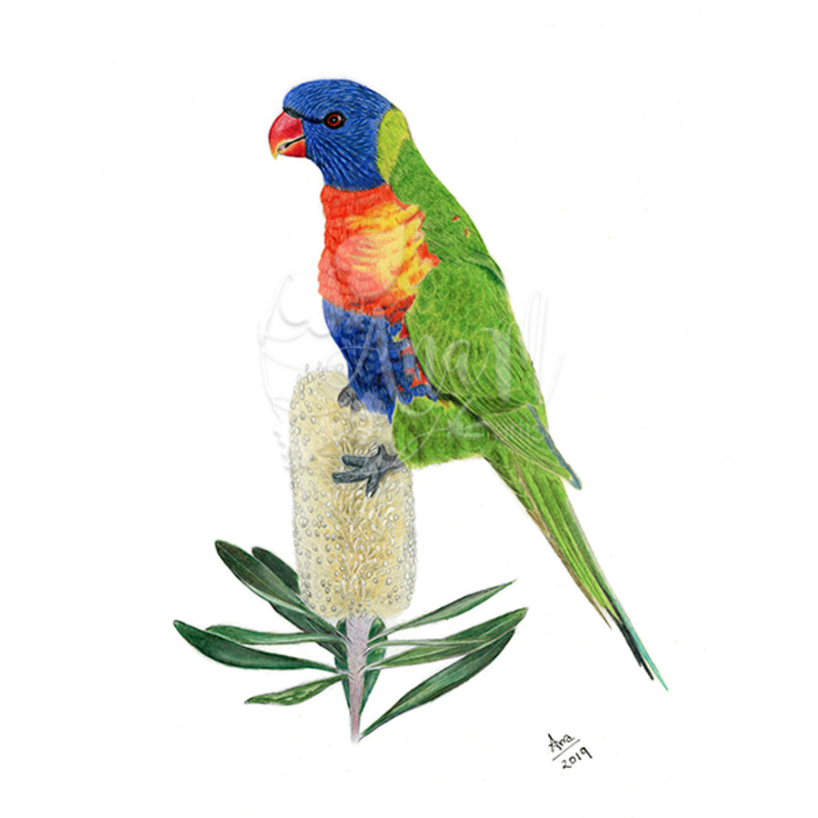 Rainbow Lorikeet, Ana María Martínez Jaramillo for Wingspan: Oceania