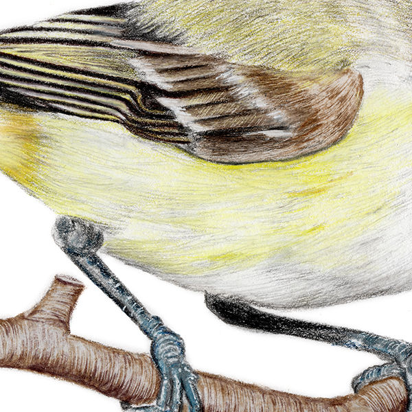 Thumbnail: Bell's Vireo illustration