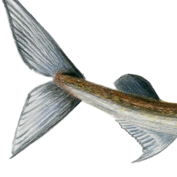 Thumbnail: Long-Snouted Lancetfish (Alepisaurus ferox) Original Drawing