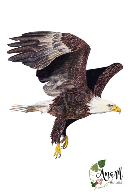 Bald Eagle, Bird illustration for Wingspan Base Game.