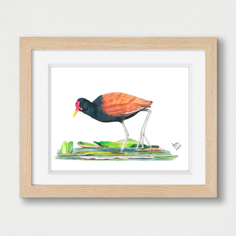 Thumbnail: Wattled Jacana (Jacana jacana) – Giclée Print