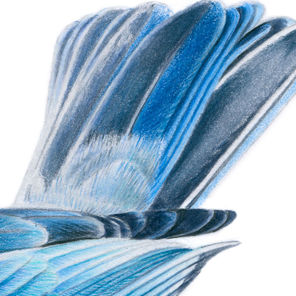 Thumbnail: Blue-gray Tanager (Thraupis episcopus) – Giclée Print