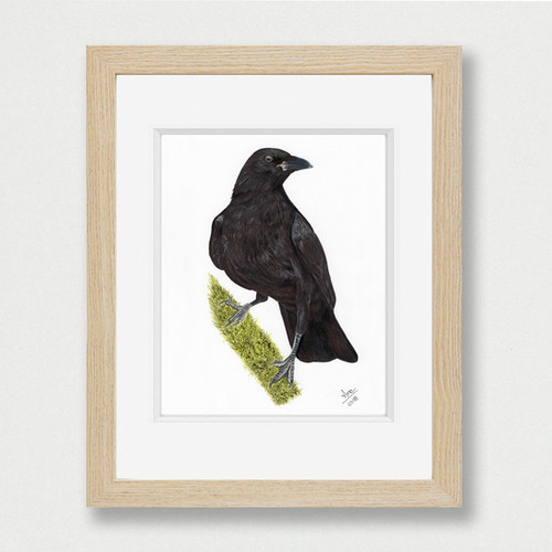 American Crow (Corvus brachyrhynchos) - Giclée Print | Ana María