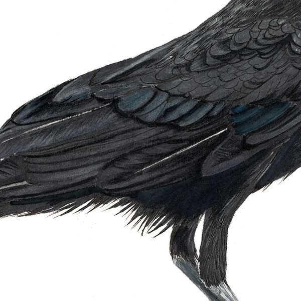 Thumbnail: Chihuahuan Raven illustration