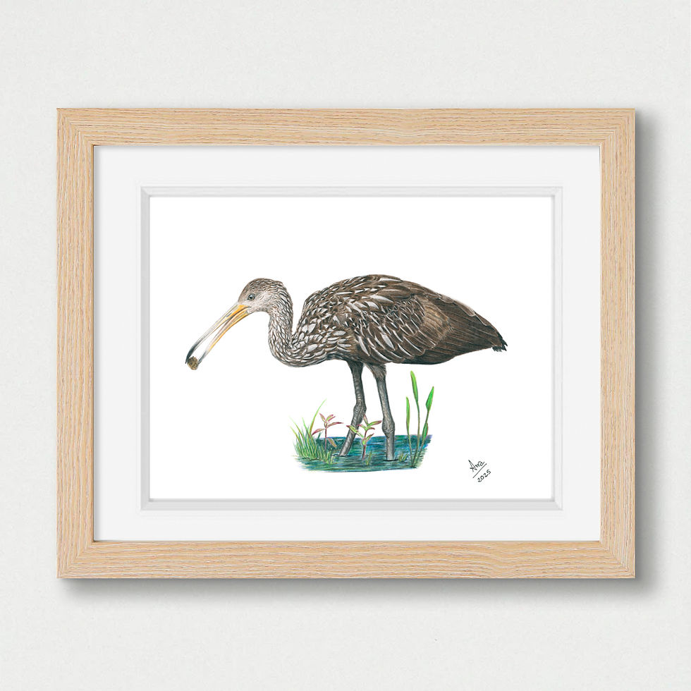 Thumbnail: Limpkin (Aramus guarauna) – Giclée Print