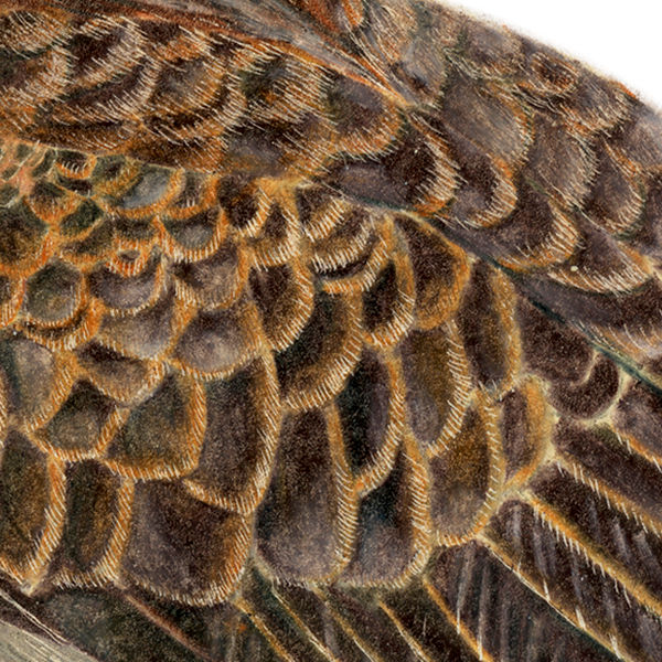Thumbnail: Brown Falcon (Falco berigora) - Giclée Print