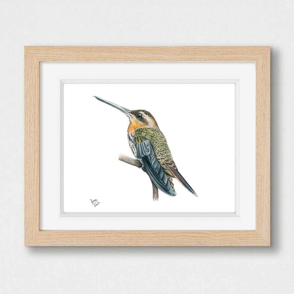Thumbnail: Saw-billed Hermit (Ramphodon naevius) – Original Drawing