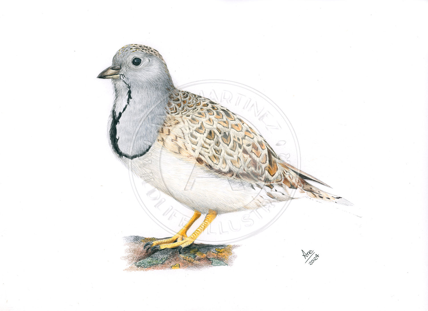 Least Seedsnipe (Thinocorus rumicivorus) - Original Drawing