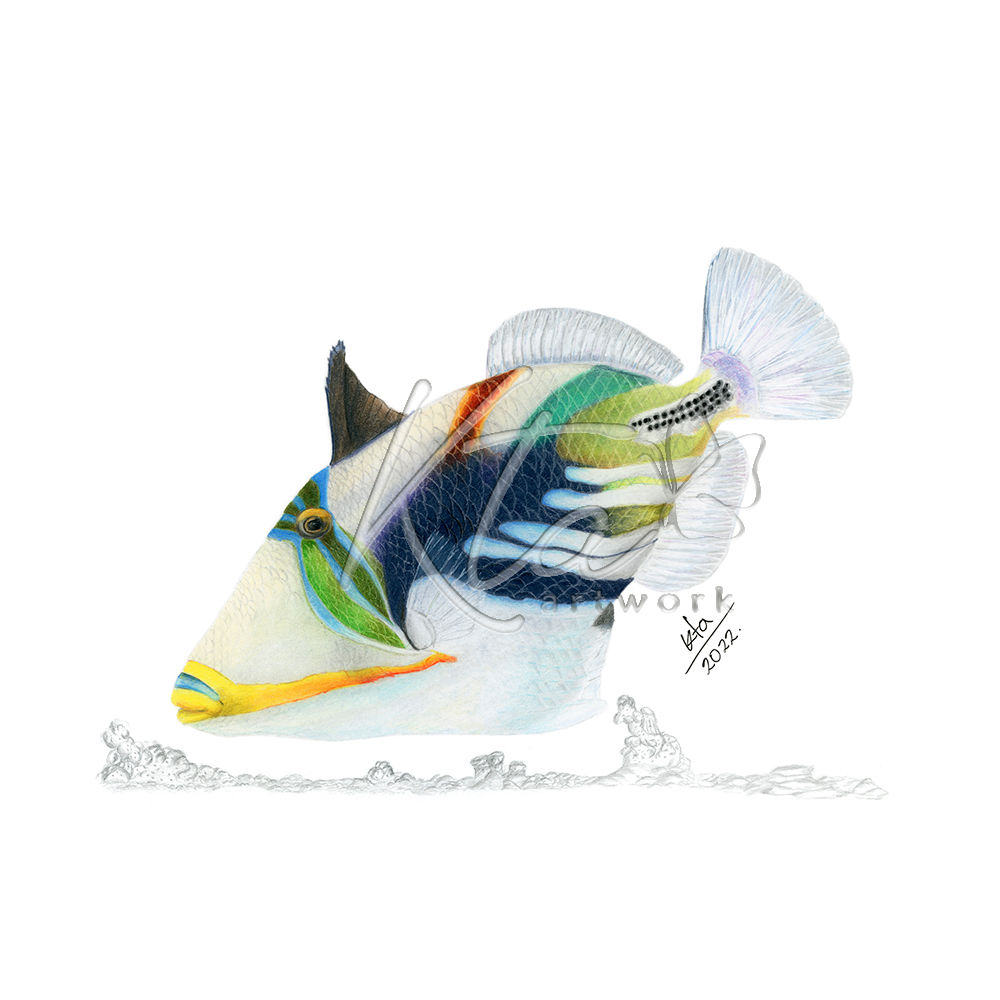 White-banded triggerfish (Rhinecanthus aculeatus) - Giclée Print