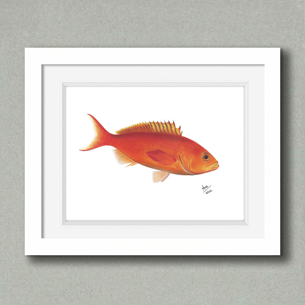 Thumbnail: Creole-fish (Paranthias furcifer) Original Drawing