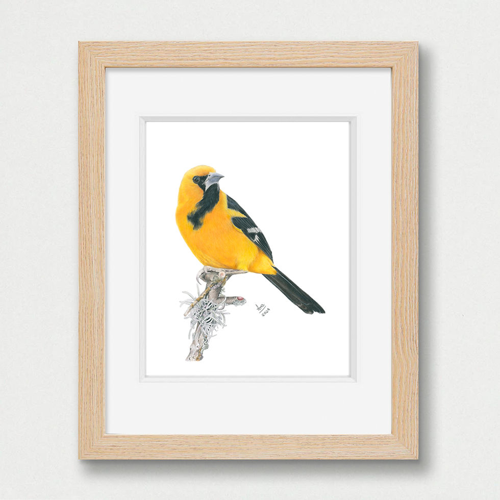 Thumbnail: Altamira Oriole (Icterus gularis) - Original Drawing