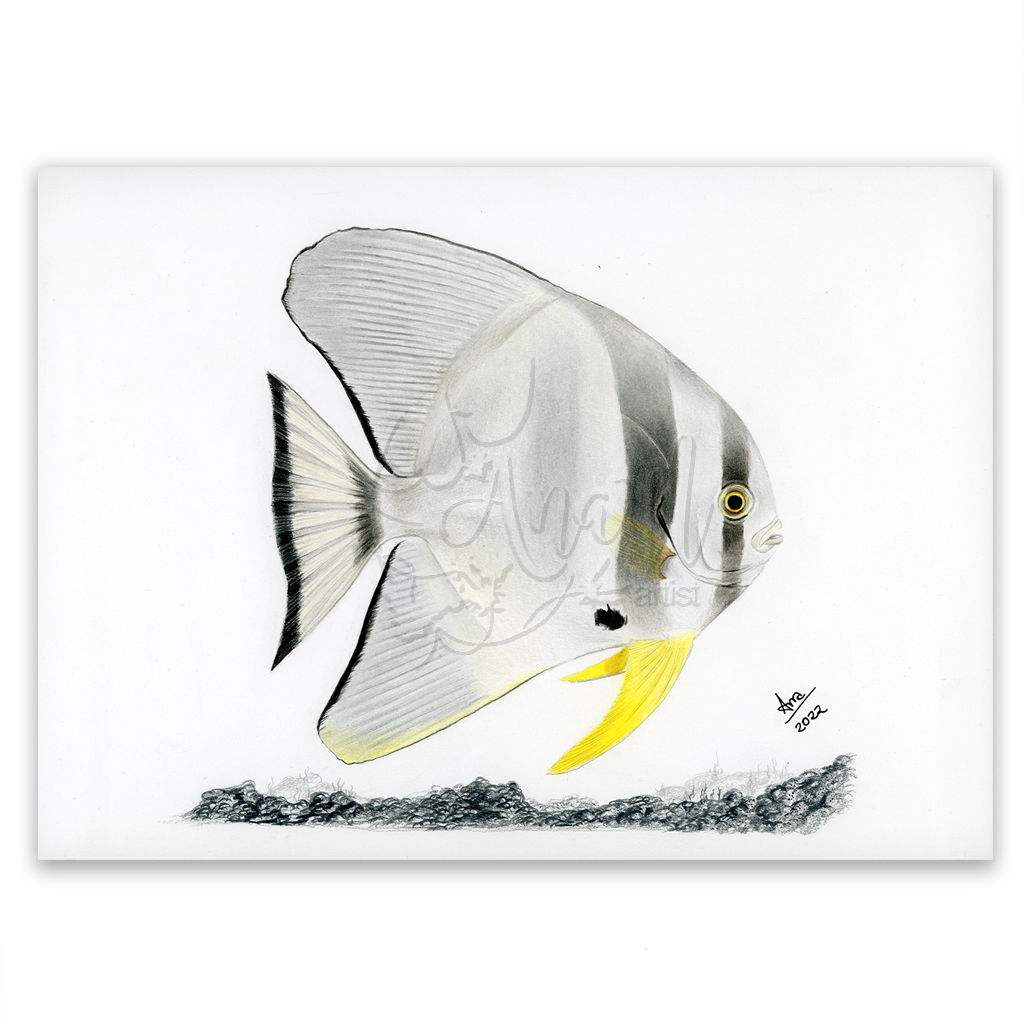 Longfin Batfish (Platax teira) Original Drawing