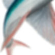 Thumbnail: Sailfin Flying Fish (Parexocoetus brachypterus) - Giclée Print