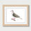 Thumbnail: White-tipped Dove (Leptotila verreauxi) - Original Drawing