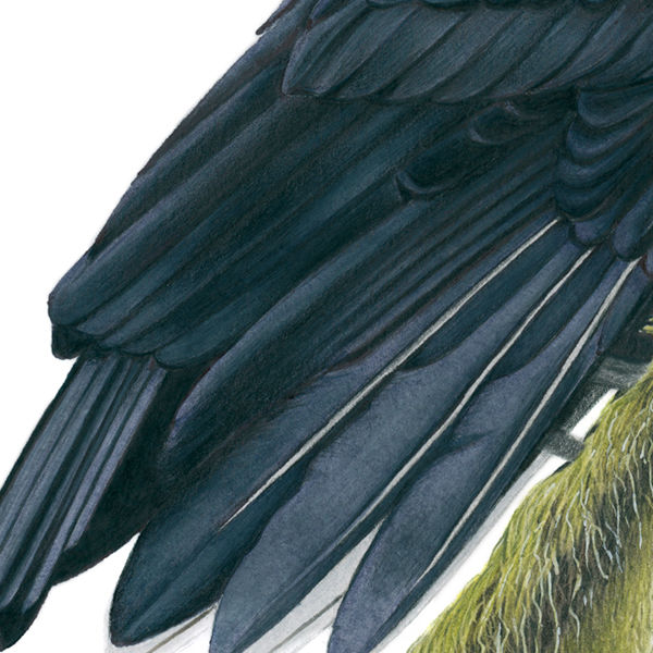 Thumbnail: Long-wattled Umbrellabird (Cephalopterus penduliger) – Giclée Print