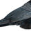 Thumbnail: Carrion Crow (Corvus corone) - Giclée Print