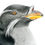 Thumbnail: Rhinoceros Auklet (Cerorhinca monocerata)