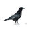 Thumbnail: Carrion Crow (Corvus corone) - Giclée Print