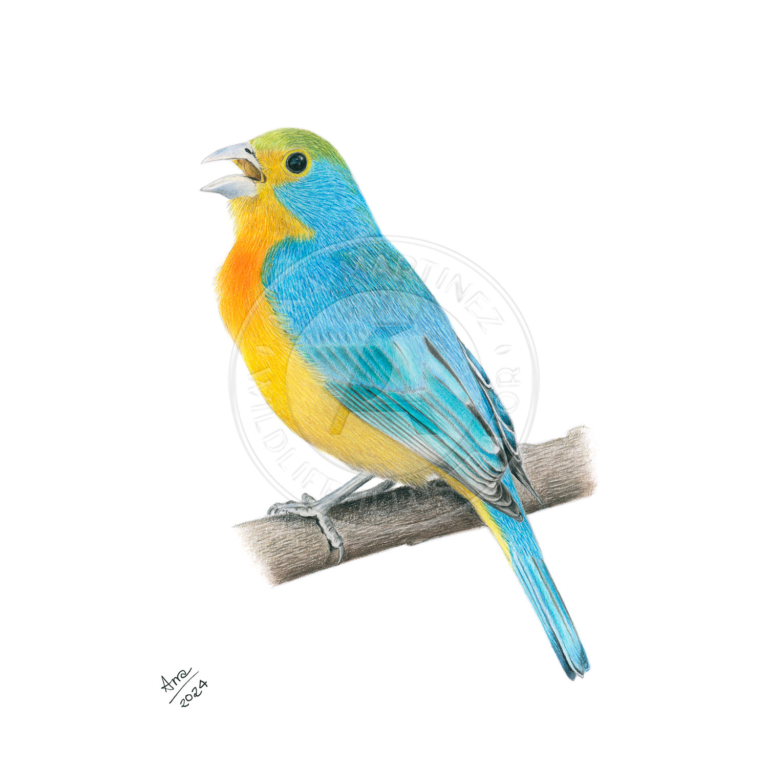 Orange-breasted Bunting (Passerina leclancherii) – Giclée Print