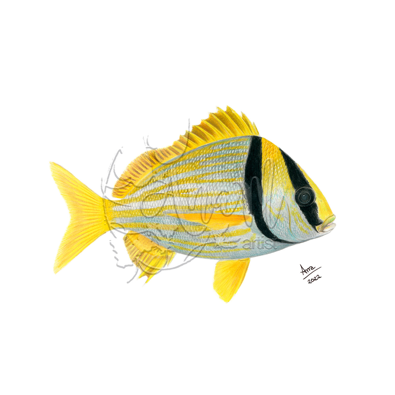 Porkfish (Anisotremus virginicus) - Giclée Print