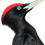 Thumbnail: Black Woodpecker (Dryocopus martius)