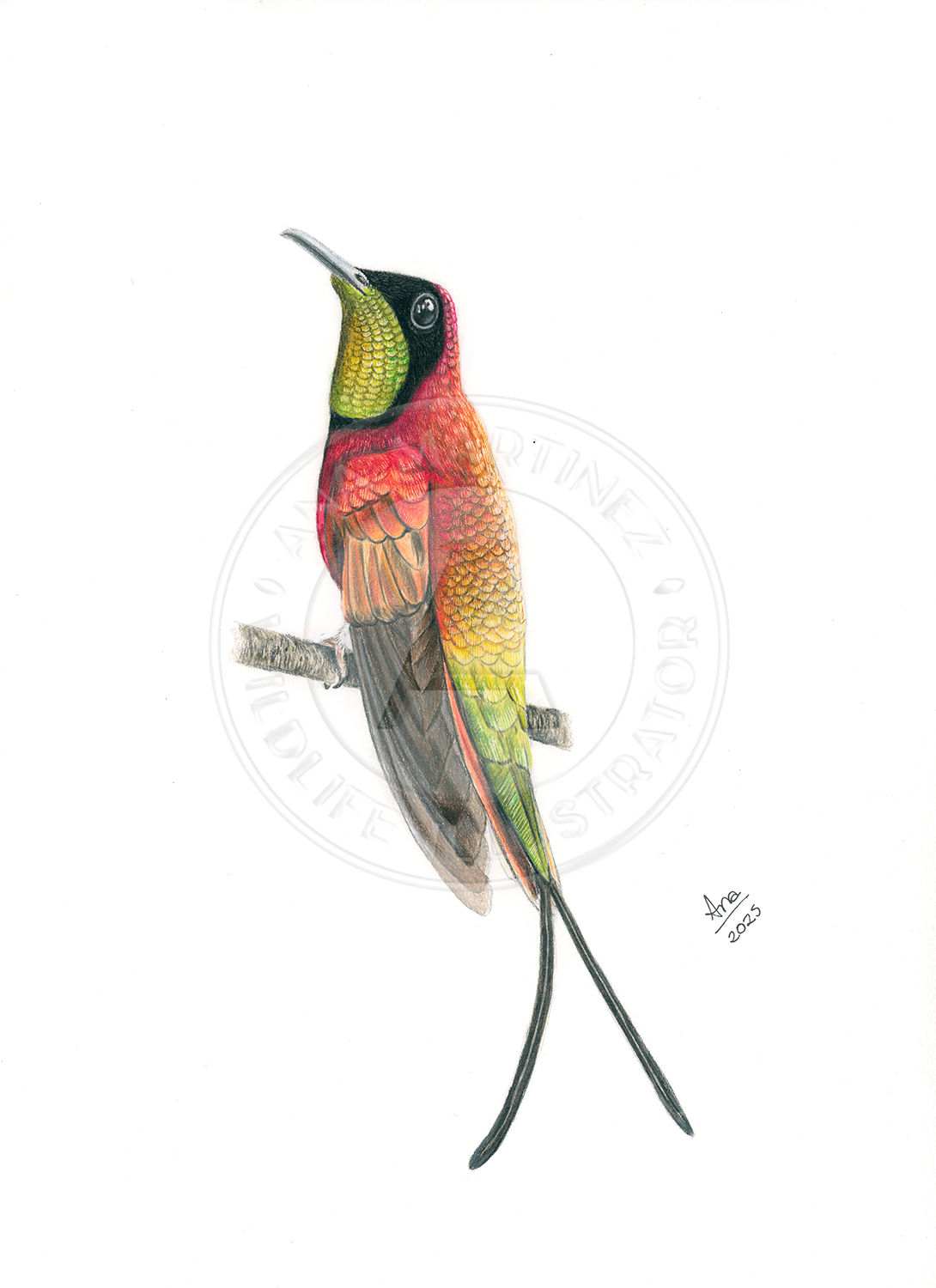 Crimson Topaz (Topaza pella) – Original  Drawing