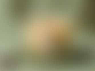 Soy Wax Candle Collection for Forest Enthusiasts