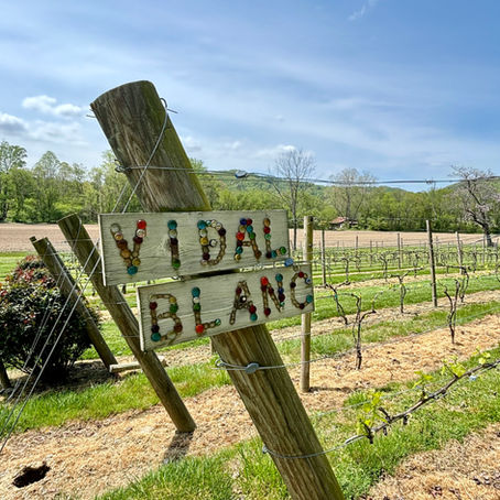 Who Needs Napa? 🍇 Souther Williams Vineyard