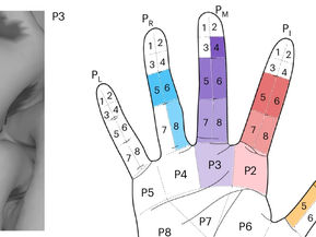 Evoking stable and precise tactile sensations via multi-electrode intracortical microstimulation of the somatosensory cortex - Nature Biomedical Engineering, 2024