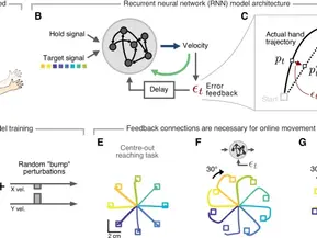 A neural implementation model of feedback-based motor learning - Nature Communications, 2025