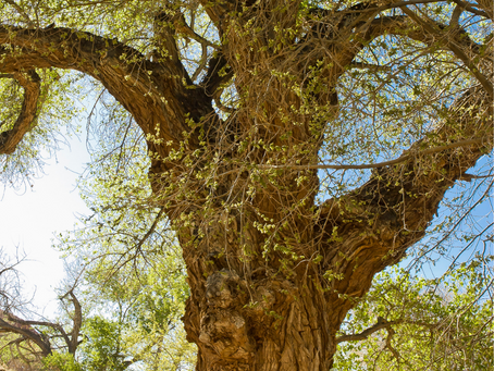 What We Can Learn From Trees
