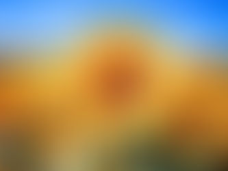 ひまわりは太陽の方を向いていない?なぜ真上ではなく横向きに咲いているの?