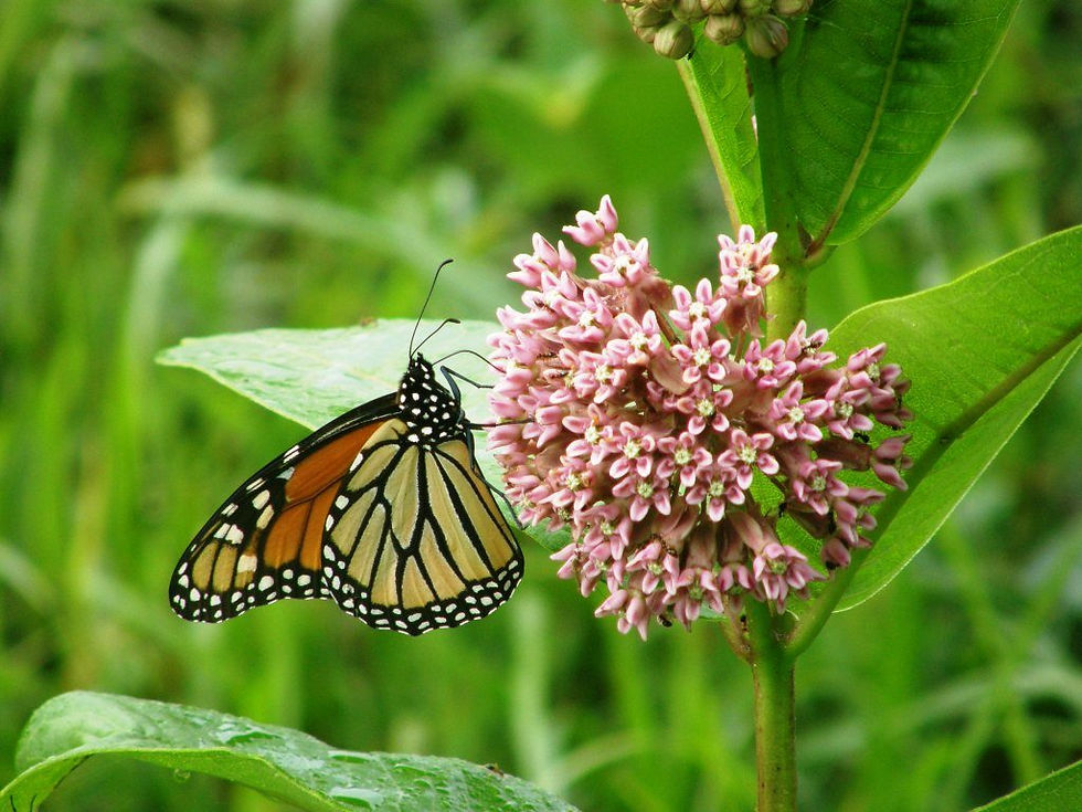 milkweed-monarch-1024x768