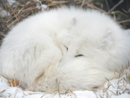 Le renard de givre