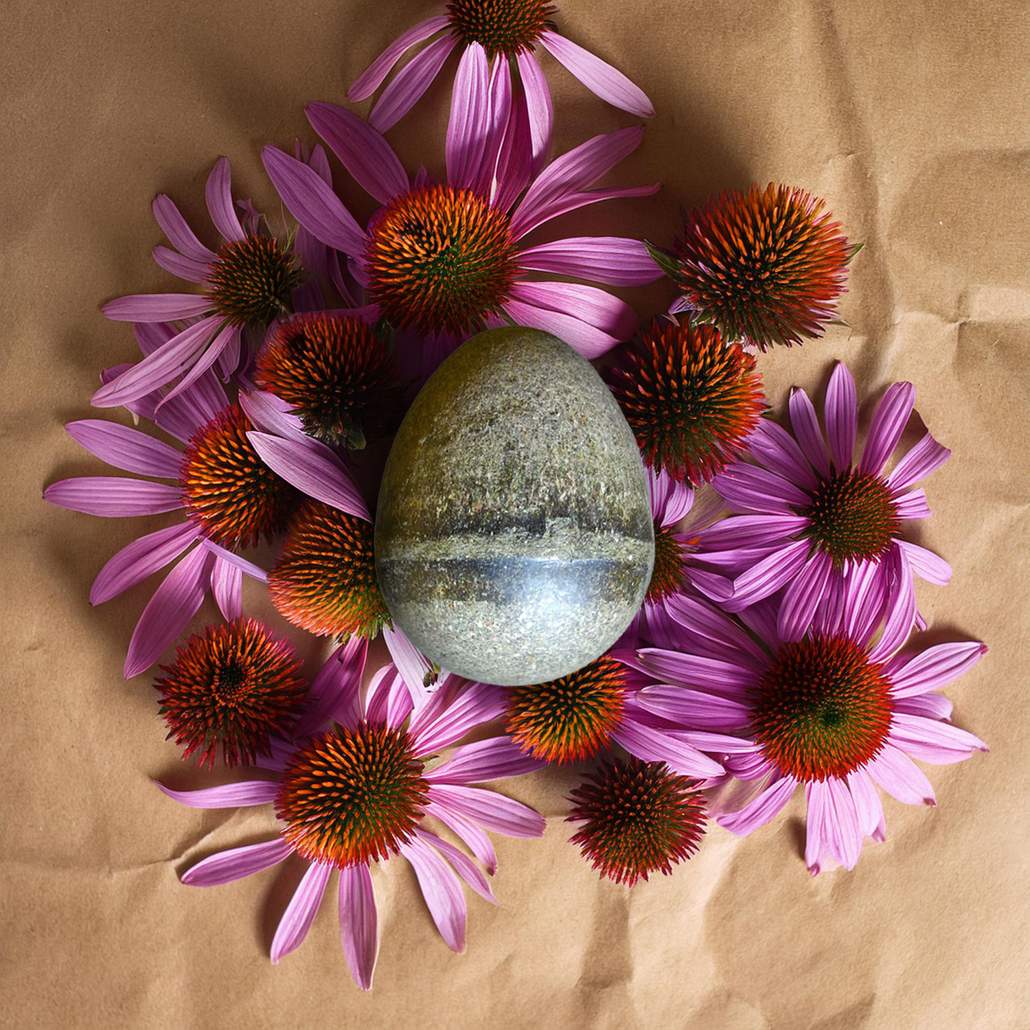 Catpurry Egg - Echinacea