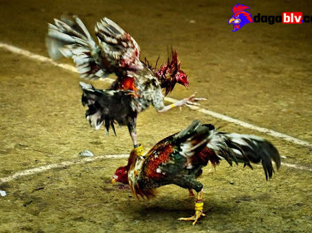 Tìm hiểu đá gà trực tiếp là gì